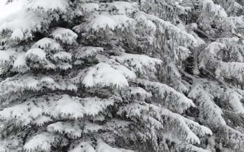 Free Video Stock Strong Winter In A Forest Full Of Frozen Pines
