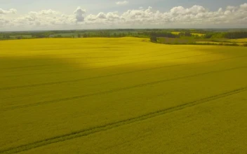Free Video Stock Summer Fields Aerial Shot