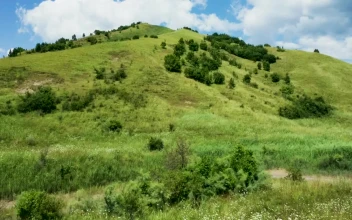 Free Video Stock Summer Fields Covering A Mountain