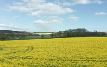 Free Video Stock Summer Fields