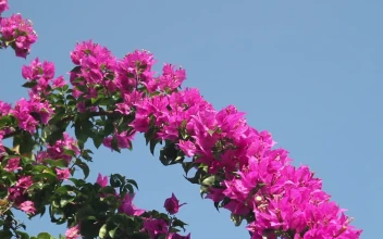 Free Video Stock Summer Flowers In A Garden