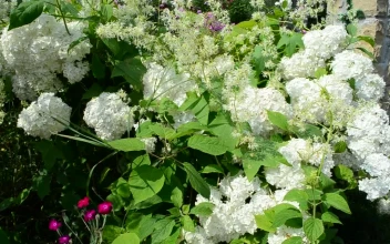 Free Video Stock Summer Garden Flowers