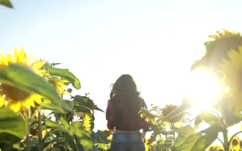 Free Video Stock Summer Sunflower Fields
