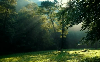 Free Video Stock Sun Beams Through The Forest Trees