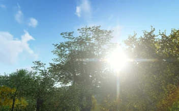 Free Video Stock Sun Flare And Trees D