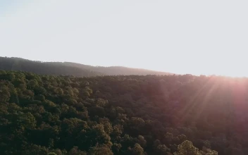 Free Video Stock Sun Rays Over Forest Treetops