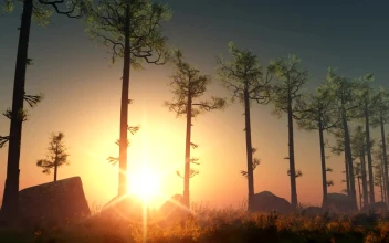 Free Video Stock Sun Rays Through A Line Of Trees