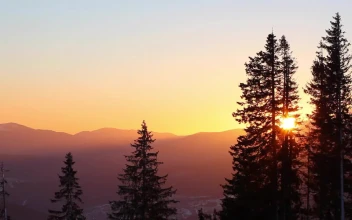 Free Video Stock Sun Rising In The Skyline In The Forest
