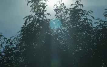Free Video Stock Sun Seen Through The Leaves Of A Tree