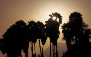 Free Video Stock Sun Setting Or Rising Over Palm Trees