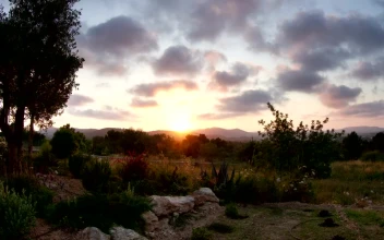 Free Video Stock Sun Setting Over A Garden