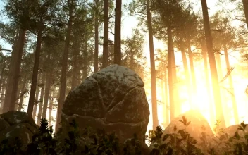 Free Video Stock Sun Shining Across A Forest Floor