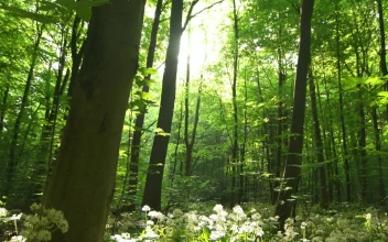 Free Video Stock Sun Shining Between The Trees