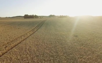 Free Video Stock Sun Shining Over A Wheat Field