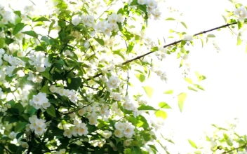 Free Video Stock Sun Shining Over Tree Blossoms