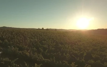 Free Video Stock Sun Shining Over Vineyards