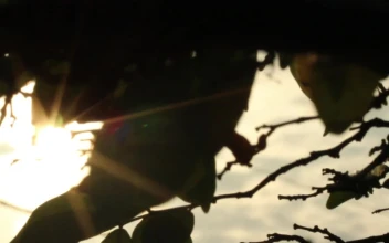 Free Video Stock Sun Shining Through Silhouetted Leaves
