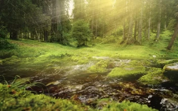 Free Video Stock Sunbeams On Flowing River In Mossy Forest