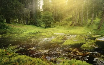 Free Video Stock Sunbeams On Flowing Water In Lush Green Forest