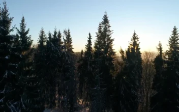 Free Video Stock Sundown Light Covering The Winter Forest