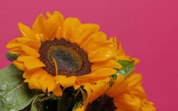 Free Video Stock Sunflower Being Watered On A Pink Background