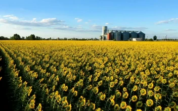 Free Video Stock Sunflower Field And Industrial Silos