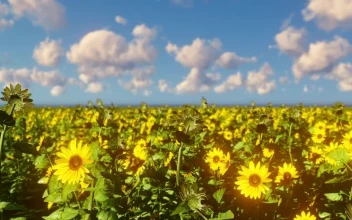 Free Video Stock Sunflower Field On A Clear Sunny Day
