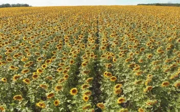 Free Video Stock Sunflower Field Waving With The Wind