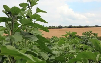 Free Video Stock Sunflowers Growing In The Countryside