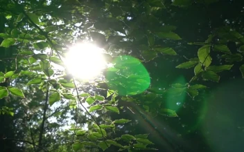 Free Video Stock Sunlight Crossing The Branches Of Trees