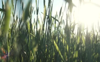 Free Video Stock Sunlight Filtered Though Tall Green Grass