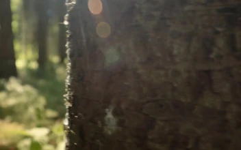 Free Video Stock Sunlight Shining Through Trees