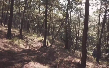 Free Video Stock Sunlight Through Tall Trees In A Forest