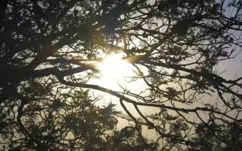 Free Video Stock Sunlight Through The Branches Being Moved By The Wind