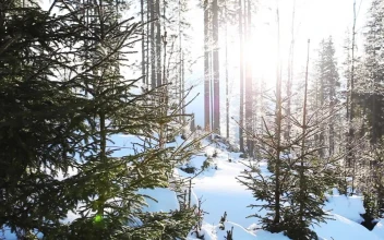 Free Video Stock Sunlight Through The Trees Of A Winter Forest