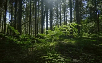 Free Video Stock Sunlight Through Thick Trees