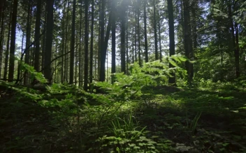 Free Video Stock Sunlight Through Trees
