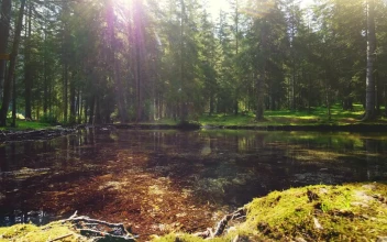 Free Video Stock Sunlight Through Trees On Mossy Riverbank