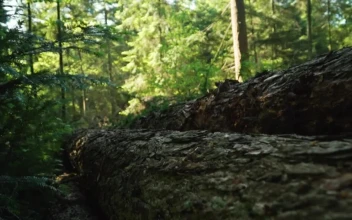 Free Video Stock Sunny Day In A Forest Seen In Detail