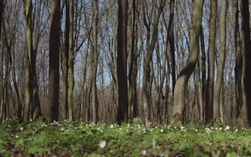 Free Video Stock Sunny Woods Full Of Trees In Spring