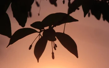 Free Video Stock Sunrise Behind A Leaf Silhouette