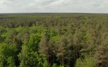 Free Video Stock travel above a dense pine forest