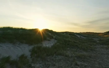 Free Video Stock sunrise over wild grass