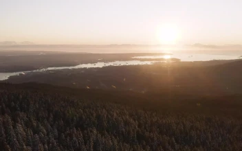 Free Video Stock sunset from a forest full of pines