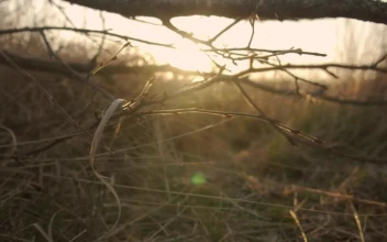 Free Video Stock sunset on the savanna seen behind the skyline