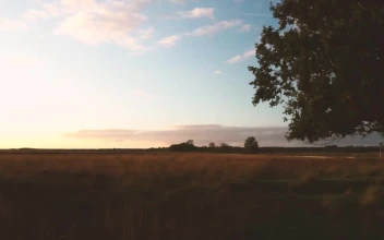 Free Video Stock sunset over fields of tall dry grass