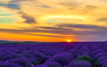 Free Video Stock sunset over lavender field