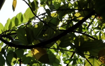 Free Video Stock sunshine breaking through green leaves