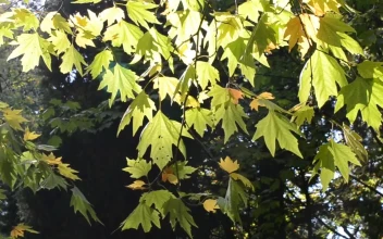 Free Video Stock sunshine on a tree in autumn