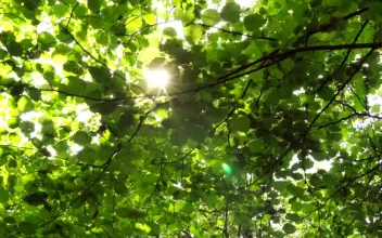 Free Video Stock sunshine through green leaves